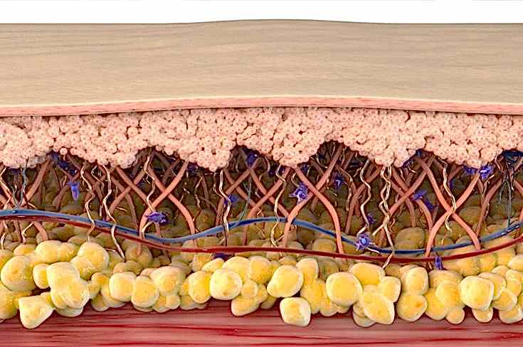 Всё о коллагене